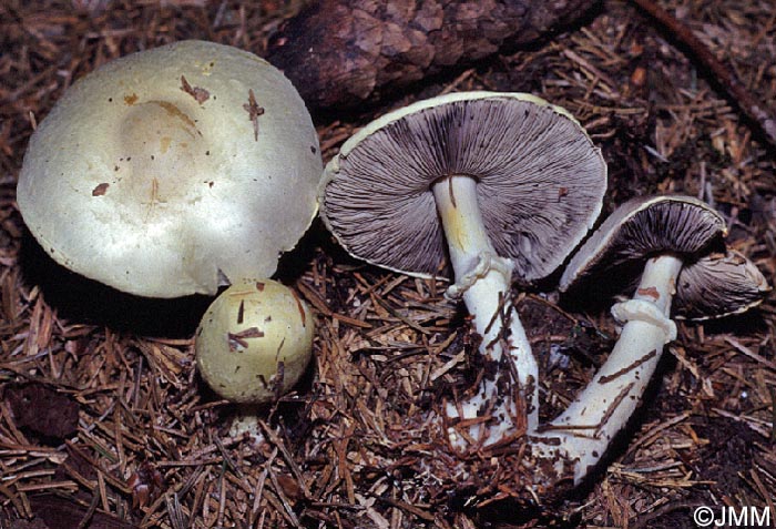 Agaricus silvicola = Agaricus sylvicola